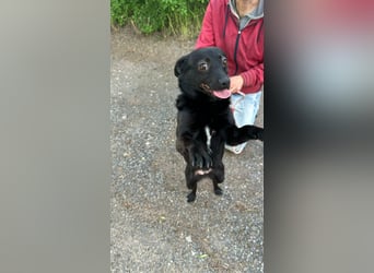 Ajna, geb. 06/2024, 39 cm, sucht ihre Herzensmenschen