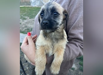 Mia, geboren 01.12.2025, 24cm sucht ihr für immer Zuhause