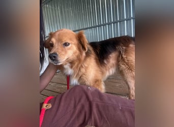 Forrest, geb. 01.2020, 42cm sucht seine Chance