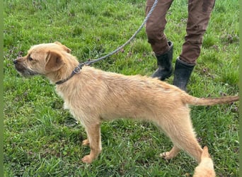 Jerry, geboren 15.07.2024, 42cm sucht sein Körbchen