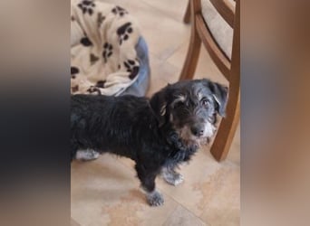 Ava geb. 12.2025, 35cm sucht ihr zu Hause