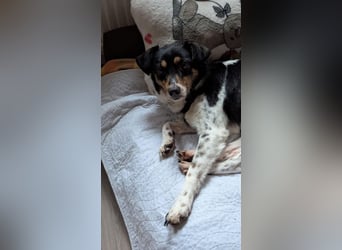 Milo, geboren 21.05.2023, 43cm sucht sein Zuhause (Pflegestelle in Deutschland)