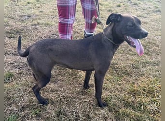 Hailey, geboren 25.01.2025, 39cm sucht aktives Zuhause