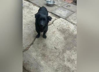 Blacky, geb. 01.04.2025, 40 cm, möchte glücklich werden