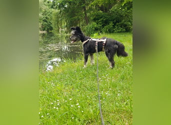 Laura, geb. 01.2023, 39cm sucht ihr für immer zu Hause
