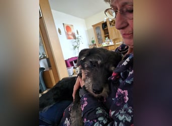 Ava geb. 12.2025, 35cm sucht ihr zu Hause