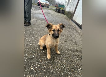 Fedra, geboren 01.11.2025, 40cm sucht ihr Menschen