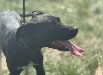 Hetty, geboren 25.01.2025, 42cm sucht ihre Familie