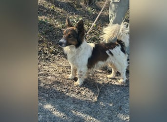 Aldo, geboren 20.02.2024, 34cm sucht seine Menschen