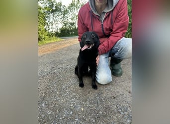 Ajna, geb. 06/2024, 39 cm, sucht ihre Herzensmenschen