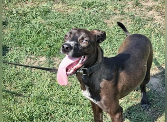 Hailey, geboren 25.01.2025, 39cm sucht aktives Zuhause