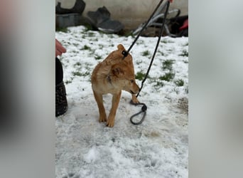 Goji, geboren 25.08.2025, 37cm sucht seine Familie