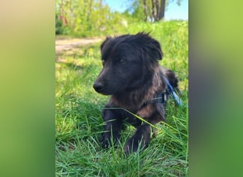 Blacky, geb. 01.04.2025, 40 cm, möchte glücklich werden