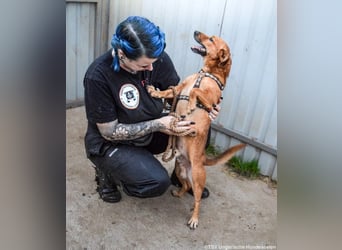 Füge, geb. 2021, 40cm wartet auf sein für Immer zu Hause