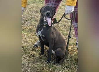 Hailey, geboren 25.01.2025, 39cm sucht aktives Zuhause