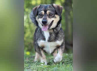 Mogyi, geboren 01.03.2023 sucht sein Glück