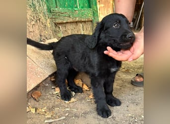 Madox, geboren 04.05.2026, 28cm sucht seine Chance