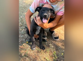 Diablo, geboren 25.05.2026, 32cm sucht seine Chance