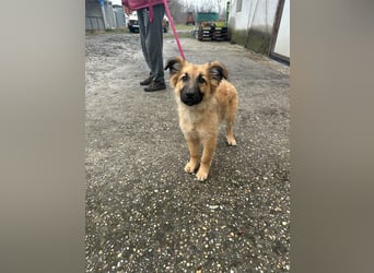 Fedra, geboren 01.11.2025, 40cm sucht ihr Menschen