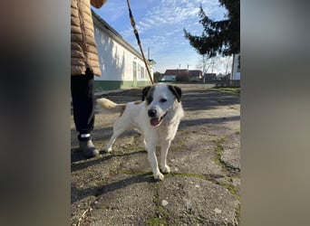 Cooper, geboren 01.07.2023, 40cm sucht sein Glück