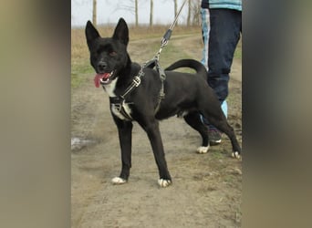 Rubble, geboren 01.12.2024, 43cm sucht seine Menschen