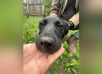 Jack, geboren 03.01.2026, 31cm sucht seine Menschen