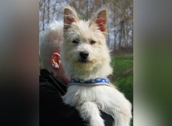 Toni, geboren 01.09.2025, 40cm sucht sein Körbchen
