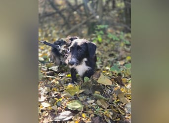 Bogyo, 7 Monate, 24cm sucht ihr Zuhause