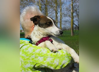 Szamoca, geboren 06.2025, 35cm sucht ihre Familie