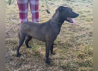 Hailey, geboren 25.01.2025, 39cm sucht aktives Zuhause