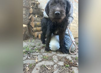 Tommy, geb. 12.2025, 36cm sucht sein Körbchen