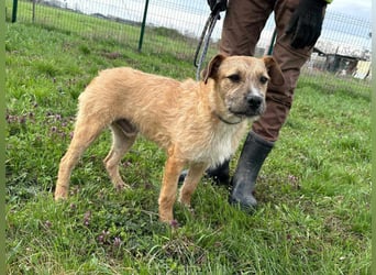 Jerry, geboren 15.07.2024, 42cm sucht sein Körbchen