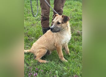 Jerry, geboren 15.07.2024, 42cm sucht sein Körbchen