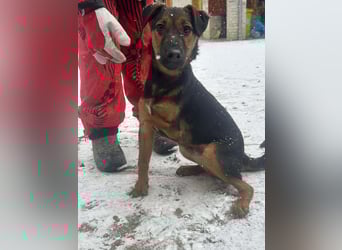 Marko, geboren 26.06.2025, 40cm sucht tierliebe Menschen (Pflegestelle Deutschland)