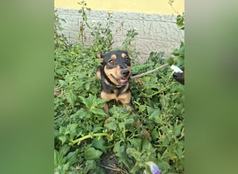 Jade, 8 Monate, 40cm sucht liebevolles Zuhause