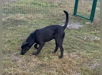 Anton, geboren 25.12.2024, 42cm sucht seine Menschen