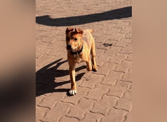 Koda, geboren 01.11.2025, 35cm sucht sein Körbchen