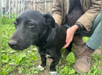 Jack, geboren 03.01.2026, 31cm sucht seine Menschen