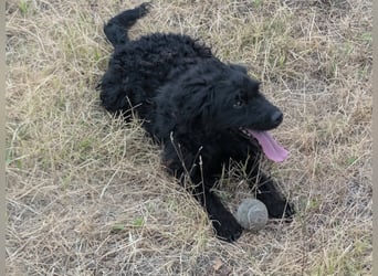 Anka, geboren 01.03.2025, 39cm sucht ihre Chance