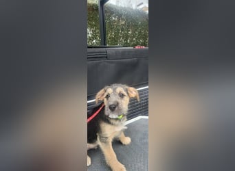 Bradley, geboren 19.10.2025, 32cm sucht sein Zuhause