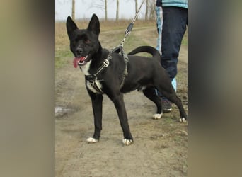 Rubble, geboren 01.12.2024, 43cm sucht seine Menschen