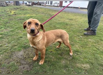 Bubu, geb. 05.2025, 35cm, sucht seine Familie