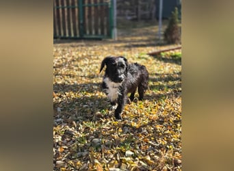 Bogyo, 7 Monate, 24cm sucht ihr Zuhause