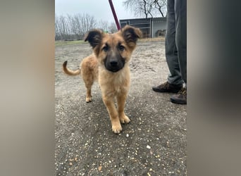 Fedra, geboren 01.11.2025, 40cm sucht ihr Menschen