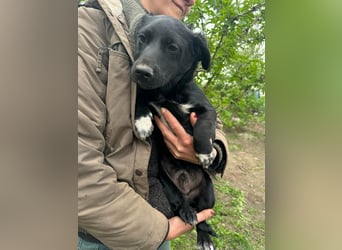 Jack, geboren 03.01.2026, 31cm sucht seine Menschen