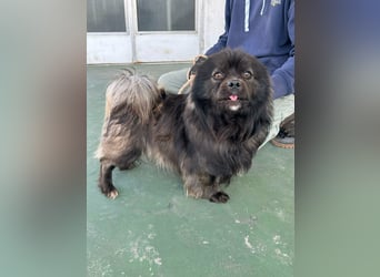 Nico, geboren 06.06.2024, 34cm sucht sein Körbchen