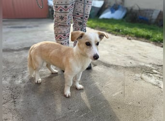 Bora, geboren 01.01.2023, 31cm sucht ihr Menschen