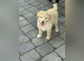 Sari, geboren 25.04.2026, 30cm sucht ihre Familie