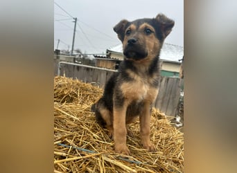 Mancs, geboren 04.10.2025, 30cm sucht leibevolles Zuhause