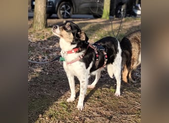 Milo, geboren 21.05.2023, 43cm sucht sein Zuhause (Pflegestelle in Deutschland)